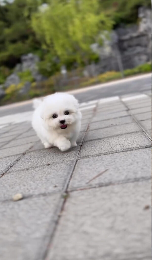 Puppy Name : Mark