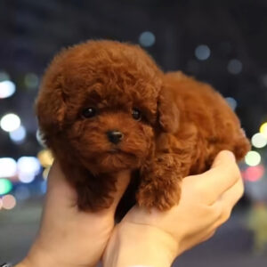 Puppy Name : Mike