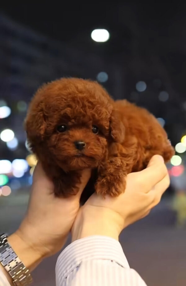 Puppy Name : Mike