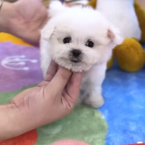 Puppy Name : Moly