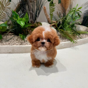 Puppy Name : Murphy