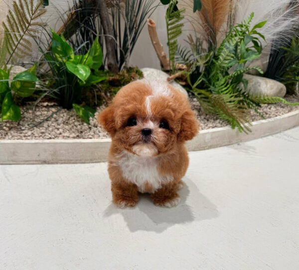Puppy Name : Murphy