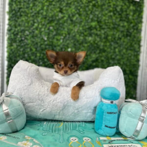 Puppy Name : Oliver