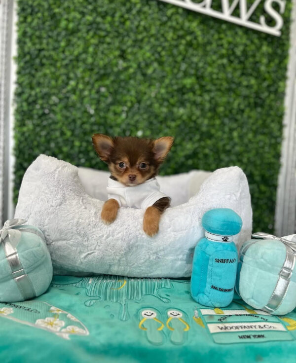 Puppy Name : Oliver