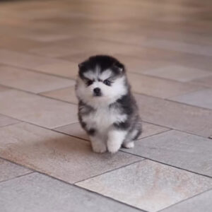 Puppy Name : Ricky