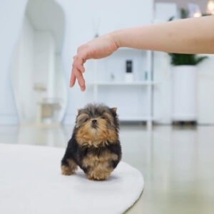 Puppy Name : Rolly
