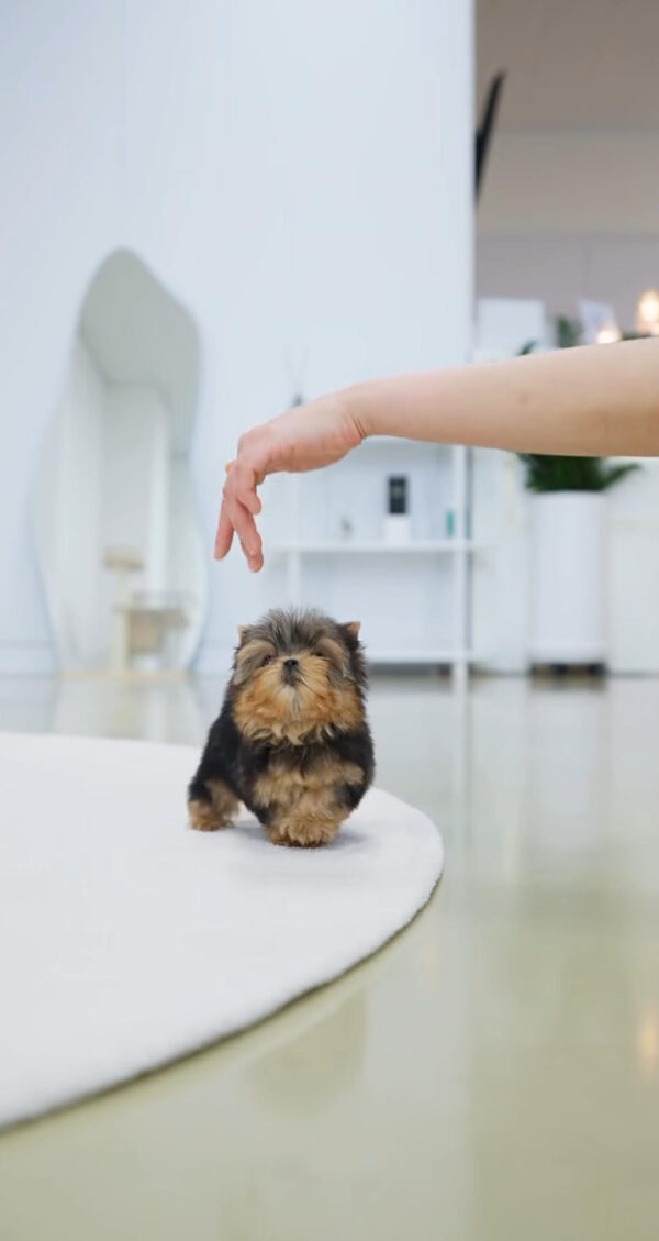 Puppy Name : Rolly