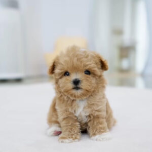 Puppy Name : Rolly