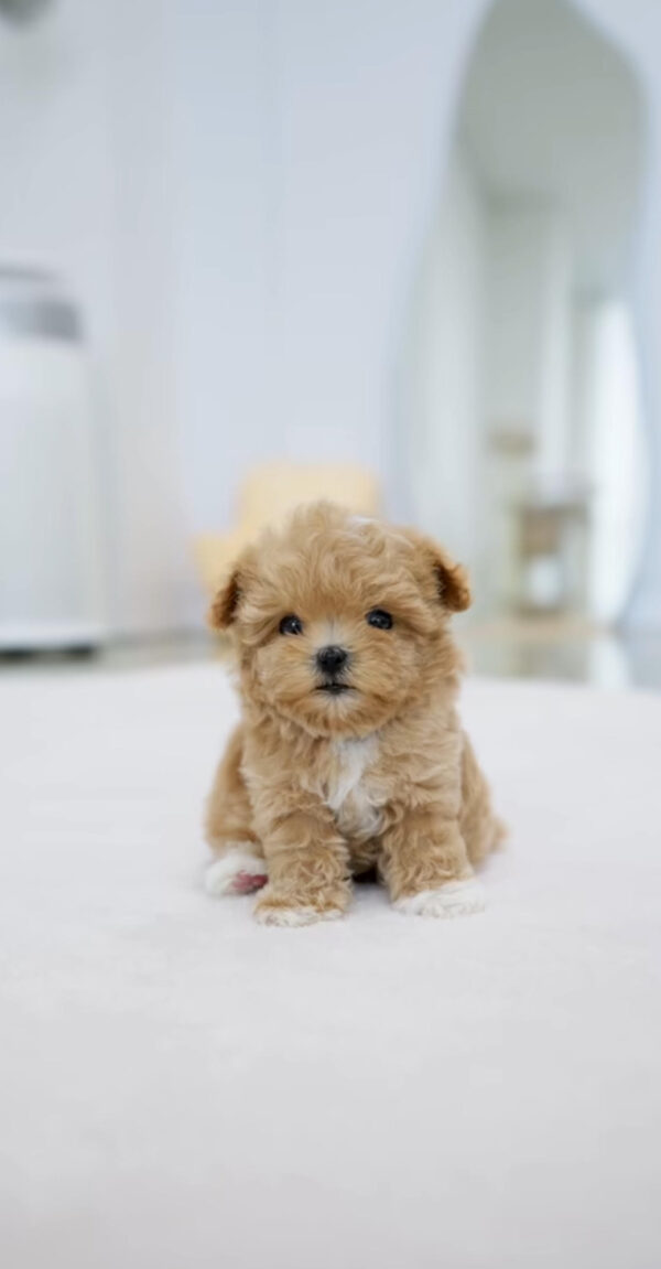 Puppy Name : Rolly