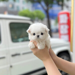 Puppy Name : Simba