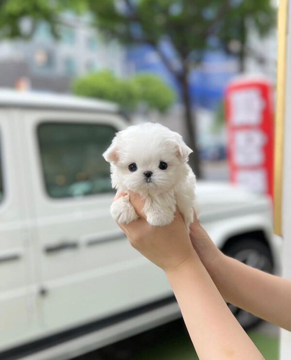 Puppy Name : Simba