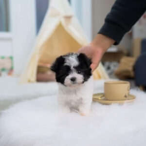 Puppy Name : Skye