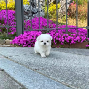 Puppy Name: Ted