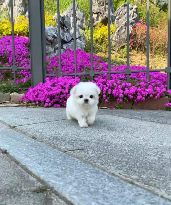 Puppy Name: Ted