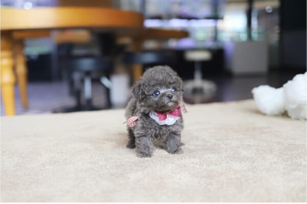 Puppy Name : Thor