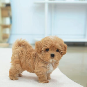 Puppy Name : Thor