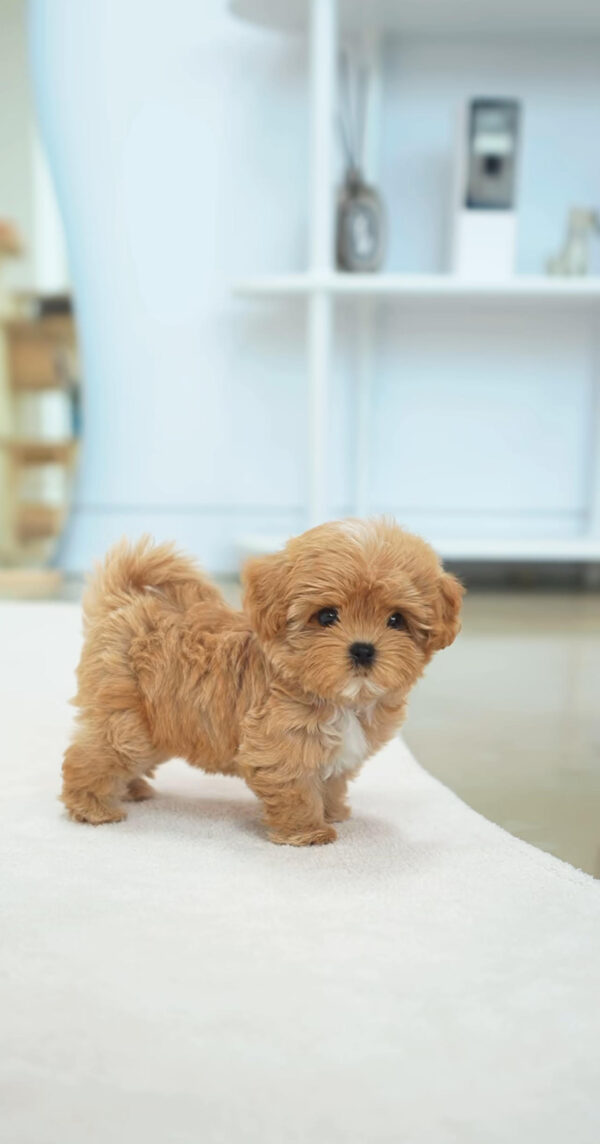 Puppy Name : Thor