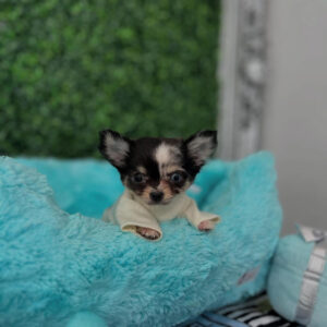 Puppy Name : Tommy