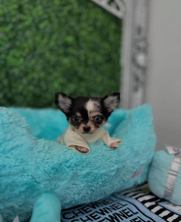 Puppy Name : Tommy