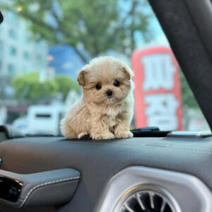 Puppy Name : Wilo