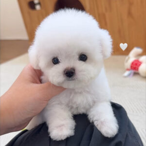 Puppy Name : Zack