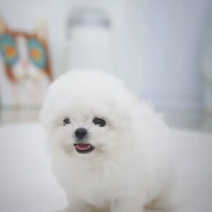 Puppy Name : Minnie