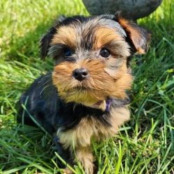 Yorkie Puppies