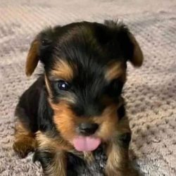 Yorkie Puppies